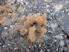 Dendrobeania lichenoides