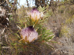 Protea longifolia