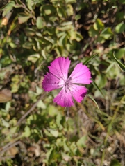 Dianthus chinensis
