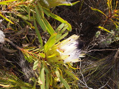 Protea longifolia