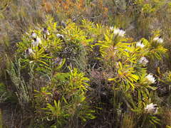 Protea longifolia