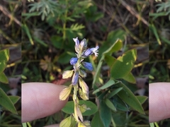 Polygala wolfgangiana