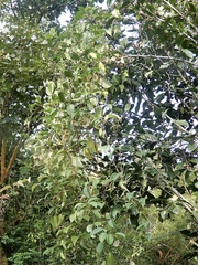 Dioscorea oppositifolia