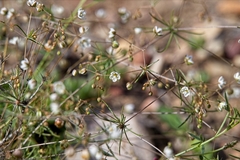 Pharnaceum aurantium