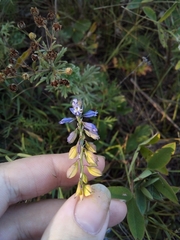 Polygala wolfgangiana
