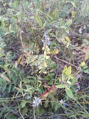 Polygala wolfgangiana