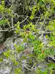 Jasminum multipartitum