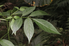 Sambucus australasica