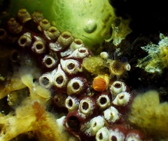 Botrylloides diegensis