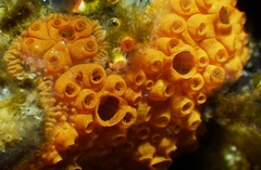 Botrylloides diegensis