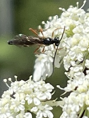 Diplazon laetatorius