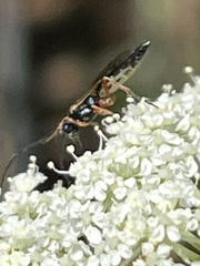 Diplazon laetatorius