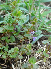 Glechoma hederacea