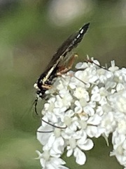 Diplazon laetatorius