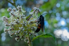 Asclepias similis