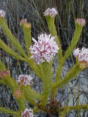 Sorocephalus scabridus