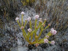 Sorocephalus scabridus