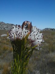 Sorocephalus scabridus