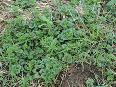 Glechoma hederacea