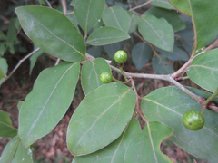 Lindera glauca