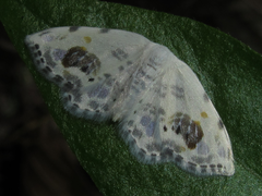Auzata nigrata