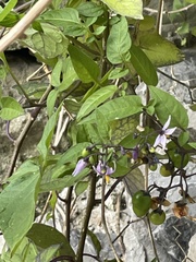 Solanum dulcamara