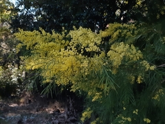 Acacia cognata