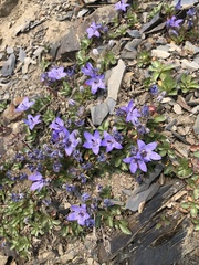 Campanula piperi