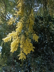 Acacia cognata