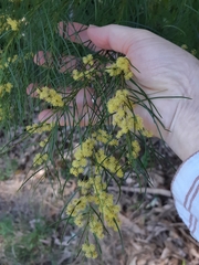 Acacia cognata