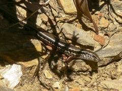 Ctenotus labillardieri