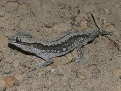 Diplodactylus calcicolus