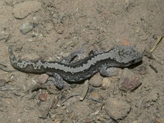 Diplodactylus calcicolus