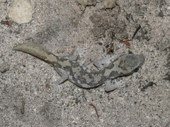 Diplodactylus