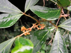 Rhoicissus tridentata tridentata