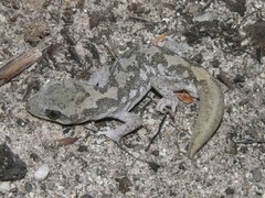 Diplodactylus