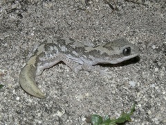 Diplodactylus