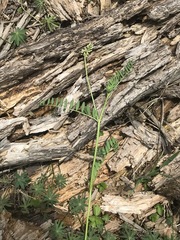 Astragalus strigulosus
