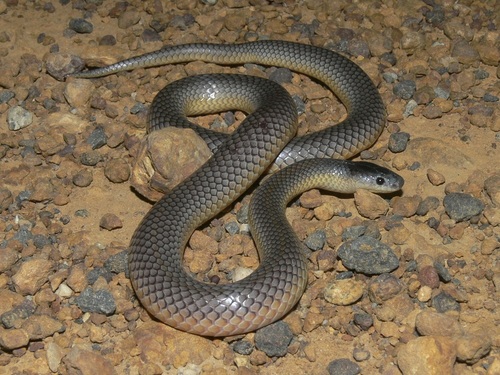 Square-nosed Snake