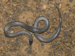 Rhinoplocephalus bicolor