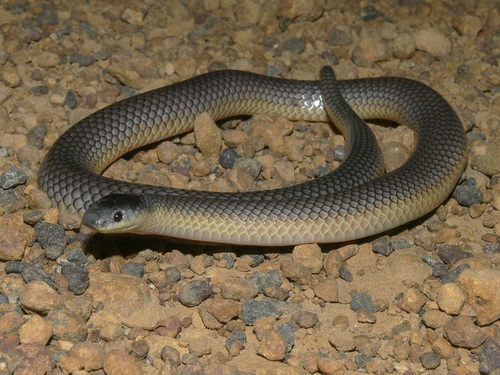 Muller's Snake, Rhinoplocephalus bicolor