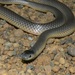 Muller's Snake - Photo (c) dhfischer, some rights reserved (CC BY-NC), uploaded by dhfischer