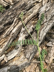 Astragalus strigulosus