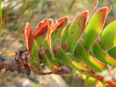 Crassula undulata