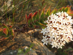 Crassula undulata