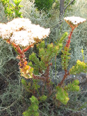 Crassula undulata