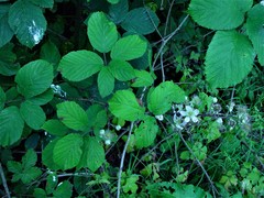 Rubus elegantispinosus