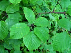 Rubus elegantispinosus