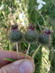 Arctium × ambiguum