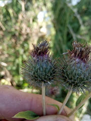 Arctium × ambiguum